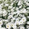 Fotografia 17 da espécie Cerastium tomentosum do Jardim Botânico UTAD