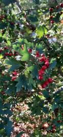 Fotografia da espécie Crataegus monogyna