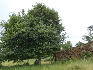Fotografia da espécie Karpatiosorbus latifolia