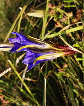 Fotografia 15 da espécie Gentiana pneumonanthe no Jardim Botânico UTAD