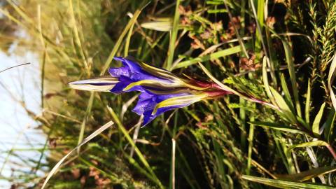 Fotografia da espécie Gentiana pneumonanthe