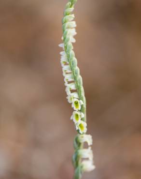 Fotografia 17 da espécie Spiranthes spiralis no Jardim Botânico UTAD