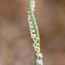 Fotografia 17 da espécie Spiranthes spiralis do Jardim Botânico UTAD