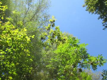 Fotografia da espécie Fraxinus excelsior