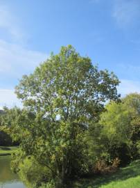 Fotografia da espécie Fraxinus excelsior