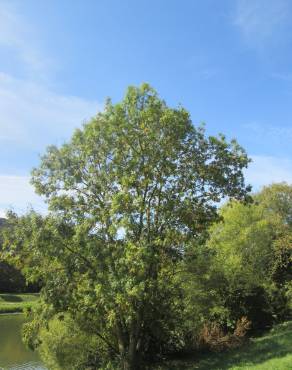 Fotografia 19 da espécie Fraxinus excelsior no Jardim Botânico UTAD