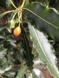 Fotografia da espécie Pittosporum undulatum