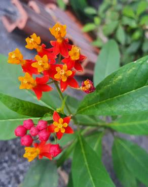 Fotografia 14 da espécie Asclepias curassavica no Jardim Botânico UTAD