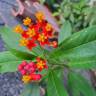 Fotografia 14 da espécie Asclepias curassavica do Jardim Botânico UTAD