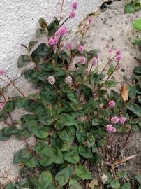 Fotografia da espécie Polygonum capitatum