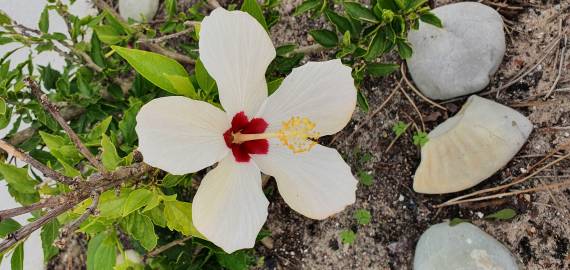 Fotografia da espécie Hibiscus syriacus