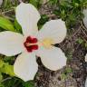 Fotografia 28 da espécie Hibiscus syriacus do Jardim Botânico UTAD