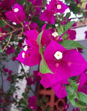 Fotografia 13 da espécie Bougainvillea spectabilis no Jardim Botânico UTAD