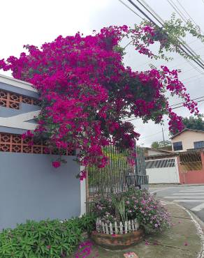 Fotografia 14 da espécie Bougainvillea spectabilis no Jardim Botânico UTAD