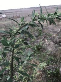 Fotografia da espécie Chenopodium album var. album