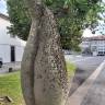 Fotografia 30 da espécie Ceiba insignis do Jardim Botânico UTAD