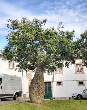 Fotografia 31 da espécie Ceiba insignis no Jardim Botânico UTAD