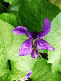 Fotografia da espécie Viola odorata