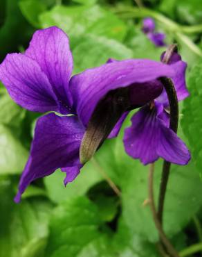 Fotografia 19 da espécie Viola odorata no Jardim Botânico UTAD