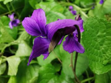 Fotografia da espécie Viola odorata