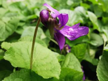 Fotografia da espécie Viola odorata