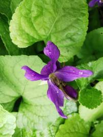 Fotografia da espécie Viola odorata