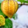 Fotografia 14 da espécie Physalis peruviana do Jardim Botânico UTAD