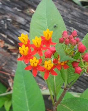 Fotografia 15 da espécie Asclepias curassavica no Jardim Botânico UTAD