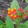 Fotografia 15 da espécie Asclepias curassavica do Jardim Botânico UTAD