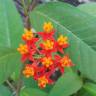 Fotografia 16 da espécie Asclepias curassavica do Jardim Botânico UTAD