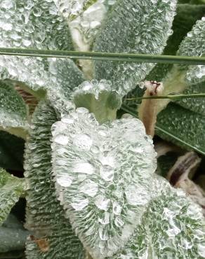 Fotografia 17 da espécie Stachys byzantina no Jardim Botânico UTAD