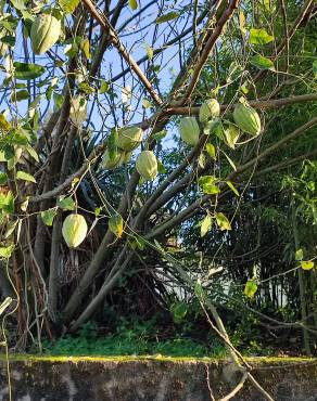 Fotografia 39 da espécie Araujia sericifera no Jardim Botânico UTAD