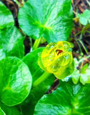 Fotografia 19 da espécie Caltha palustris no Jardim Botânico UTAD