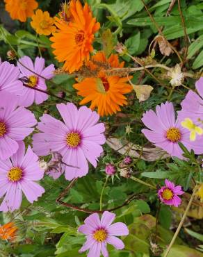 Fotografia 16 da espécie Calendula officinalis no Jardim Botânico UTAD