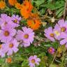 Fotografia 16 da espécie Calendula officinalis do Jardim Botânico UTAD