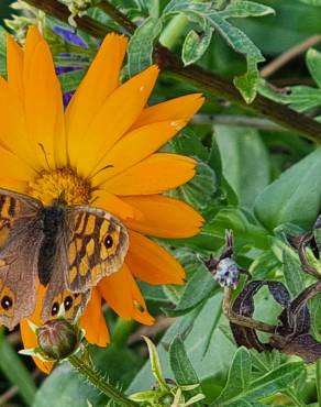 Fotografia 17 da espécie Calendula officinalis no Jardim Botânico UTAD