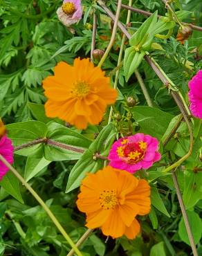 Fotografia 19 da espécie Calendula officinalis no Jardim Botânico UTAD