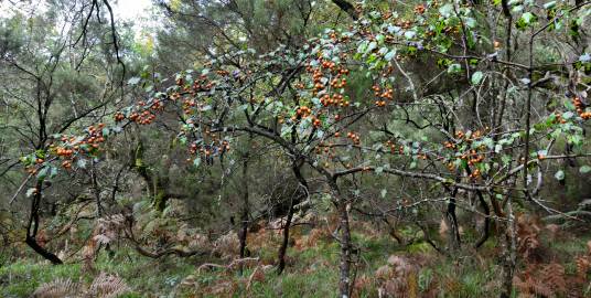 Fotografia da espécie Pyrus cordata