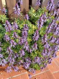 Fotografia da espécie Plectranthus caninus