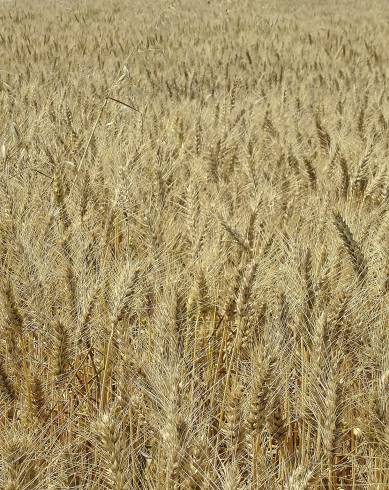 Fotografia de capa Triticum durum - do Jardim Botânico