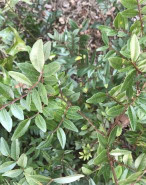 Fotografia 15 da espécie Pistacia lentiscus no Jardim Botânico UTAD