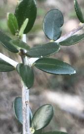 Fotografia da espécie Olea europaea subesp. europaea var. sylvestris