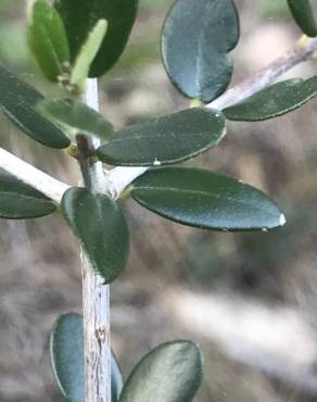 Fotografia 12 da espécie Olea europaea subesp. europaea var. sylvestris no Jardim Botânico UTAD
