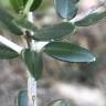 Fotografia 12 da espécie Olea europaea subesp. europaea var. sylvestris do Jardim Botânico UTAD