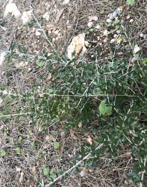 Fotografia 13 da espécie Olea europaea subesp. europaea var. sylvestris no Jardim Botânico UTAD