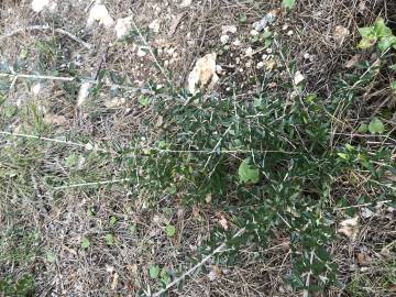 Fotografia da espécie Olea europaea subesp. europaea var. sylvestris