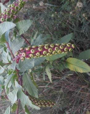 Fotografia 25 da espécie Phytolacca americana no Jardim Botânico UTAD