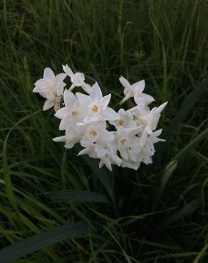 Fotografia 16 da espécie Narcissus papyraceus no Jardim Botânico UTAD