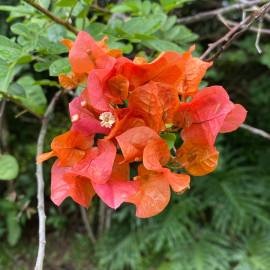 Fotografia da espécie Bougainvillea glabra