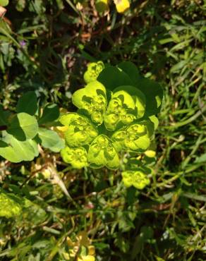 Fotografia 15 da espécie Euphorbia helioscopia subesp. helioscopia no Jardim Botânico UTAD